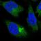 Protein Phosphatase 4 Regulatory Subunit 4 antibody, NBP1-81393, Novus Biologicals, Immunofluorescence image 