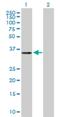 ERI1 Exoribonuclease Family Member 2 antibody, H00112479-B01P, Novus Biologicals, Western Blot image 
