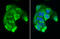 Phenylalanine-4-hydroxylase antibody, GTX101290, GeneTex, Immunofluorescence image 