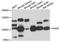 Aminoadipate-Semialdehyde Synthase antibody, LS-C747931, Lifespan Biosciences, Western Blot image 