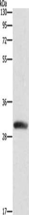 Deoxycytidine kinase antibody, CSB-PA283493, Cusabio, Western Blot image 