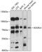 EGF, latrophilin and seven transmembrane domain-containing protein 1 antibody, 15-620, ProSci, Western Blot image 