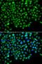 Golgi-associated PDZ and coiled-coil motif-containing protein antibody, LS-C349209, Lifespan Biosciences, Immunofluorescence image 