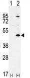 Homeobox protein TGIF1 antibody, AP54235PU-N, Origene, Western Blot image 