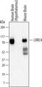 Leucine-rich repeat-containing protein 4 antibody, MAB4995, R&D Systems, Western Blot image 