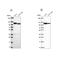 AP1B1 antibody, NBP2-57886, Novus Biologicals, Western Blot image 