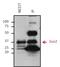 Quiescin Sulfhydryl Oxidase 1 antibody, MA1-014, Invitrogen Antibodies, Immunoprecipitation image 