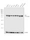 Mitogen-Activated Protein Kinase 8 antibody, PA5-17889, Invitrogen Antibodies, Western Blot image 