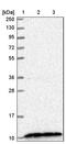 CDC42 Small Effector 2 antibody, PA5-58472, Invitrogen Antibodies, Western Blot image 