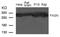 FAS antibody, GTX50788, GeneTex, Western Blot image 