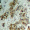 Akt antibody, abx133095, Abbexa, Western Blot image 