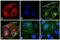 Mouse IgG (H+L) antibody, A-21205, Invitrogen Antibodies, Immunofluorescence image 