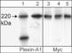 Plexin A1 antibody, PP1301, ECM Biosciences, Western Blot image 