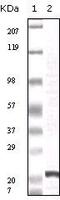 Fibroblast Growth Factor 2 antibody, MA5-15276, Invitrogen Antibodies, Western Blot image 
