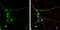 CAP-Gly Domain Containing Linker Protein 1 antibody, GTX117504, GeneTex, Immunofluorescence image 