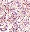 Cyclin-C antibody, orb10495, Biorbyt, Immunohistochemistry paraffin image 