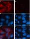 Red Fluorescent Protein antibody, 710530, Invitrogen Antibodies, Immunofluorescence image 