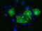 Protogenin antibody, NBP2-02745, Novus Biologicals, Immunofluorescence image 