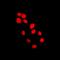 Histone Cluster 4 H4 antibody, orb215356, Biorbyt, Immunofluorescence image 