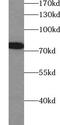 Zinc Finger Protein 750 antibody, FNab09738, FineTest, Western Blot image 