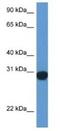 Synaptosome Associated Protein 29 antibody, NBP1-79769, Novus Biologicals, Western Blot image 