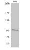RAS P21 Protein Activator 3 antibody, A08103, Boster Biological Technology, Western Blot image 