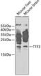 Trefoil Factor 3 antibody, GTX55821, GeneTex, Western Blot image 