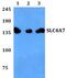 Eukaryotic Translation Elongation Factor 1 Alpha 1 antibody, PA5-75806, Invitrogen Antibodies, Western Blot image 