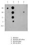 Histone Cluster 4 H4 antibody, NB21-2089, Novus Biologicals, Dot Blot image 