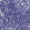 Secretogranin II antibody, NBP1-85631, Novus Biologicals, Immunohistochemistry paraffin image 