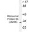 Ribosomal Protein S6 antibody, LS-C178021, Lifespan Biosciences, Western Blot image 
