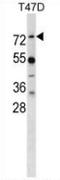 MX Dynamin Like GTPase 1 antibody, AP52780PU-N, Origene, Western Blot image 