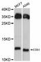 ERH MRNA Splicing And Mitosis Factor antibody, abx125823, Abbexa, Western Blot image 