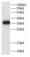 Cyclin Y antibody, FNab01386, FineTest, Western Blot image 