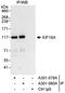 Kinesin Family Member 18A antibody, A301-079A, Bethyl Labs, Immunoprecipitation image 