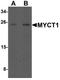 Myc target protein 1 antibody, TA320027, Origene, Western Blot image 