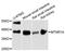 Melatonin receptor type 1A antibody, LS-C748094, Lifespan Biosciences, Western Blot image 
