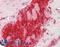 NUCB1 antibody, LS-B13070, Lifespan Biosciences, Immunohistochemistry paraffin image 
