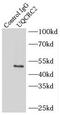 Ubiquinol-Cytochrome C Reductase Core Protein 2 antibody, FNab09281, FineTest, Immunoprecipitation image 