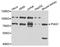 Protein Inhibitor Of Activated STAT 1 antibody, orb178597, Biorbyt, Western Blot image 