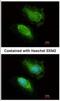 LIG antibody, NBP2-16831, Novus Biologicals, Immunofluorescence image 