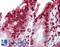 Ribosome Production Factor 1 Homolog antibody, LS-B3542, Lifespan Biosciences, Immunohistochemistry frozen image 
