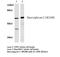 CSPG5 antibody, LS-C177810, Lifespan Biosciences, Western Blot image 