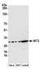 Nitrilase Family Member 2 antibody, A305-782A-M, Bethyl Labs, Western Blot image 
