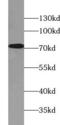 Potassium Voltage-Gated Channel Subfamily D Member 1 antibody, FNab04665, FineTest, Western Blot image 