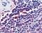 Attractin antibody, orb86411, Biorbyt, Immunohistochemistry paraffin image 