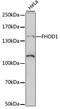 Formin Homology 2 Domain Containing 1 antibody, LS-C750408, Lifespan Biosciences, Western Blot image 