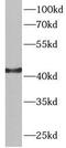 Aspartate aminotransferase, cytoplasmic antibody, FNab09876, FineTest, Western Blot image 