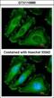 NBS1 antibody, GTX110886, GeneTex, Immunofluorescence image 