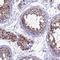 Major Facilitator Superfamily Domain Containing 12 antibody, HPA042149, Atlas Antibodies, Immunohistochemistry frozen image 